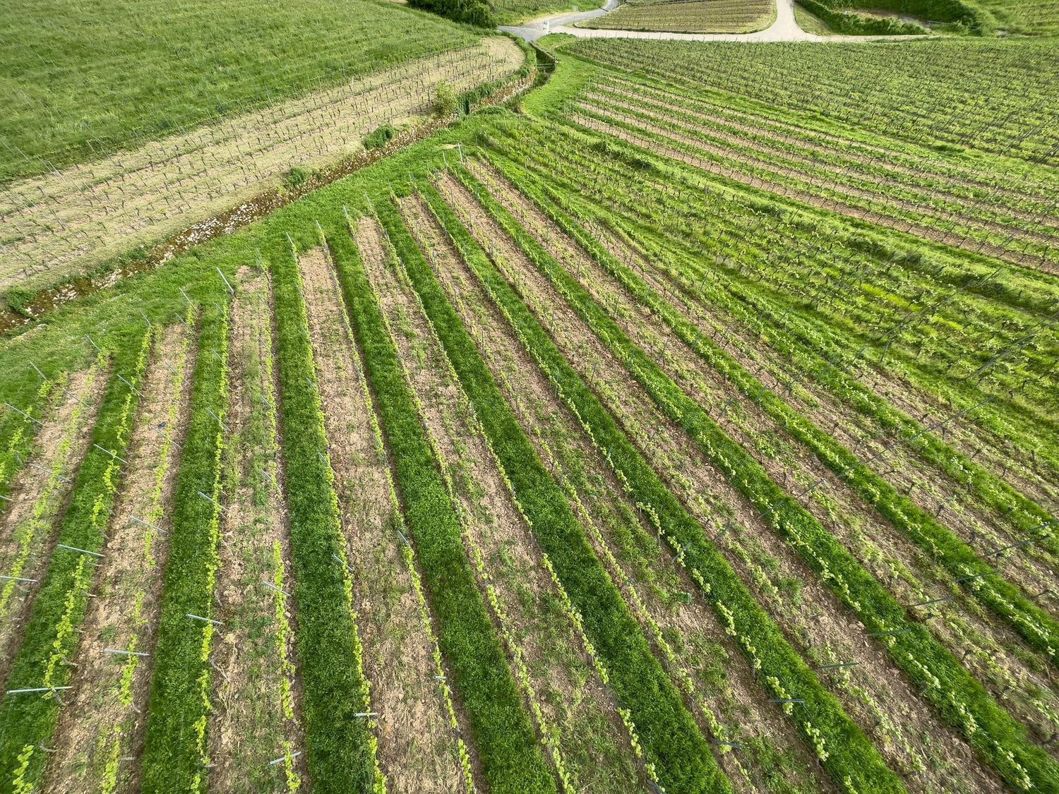 Aerial view of spring vineyard rows fanning across a hillside with vivid green cover crops between the vines, Loire Valley, France