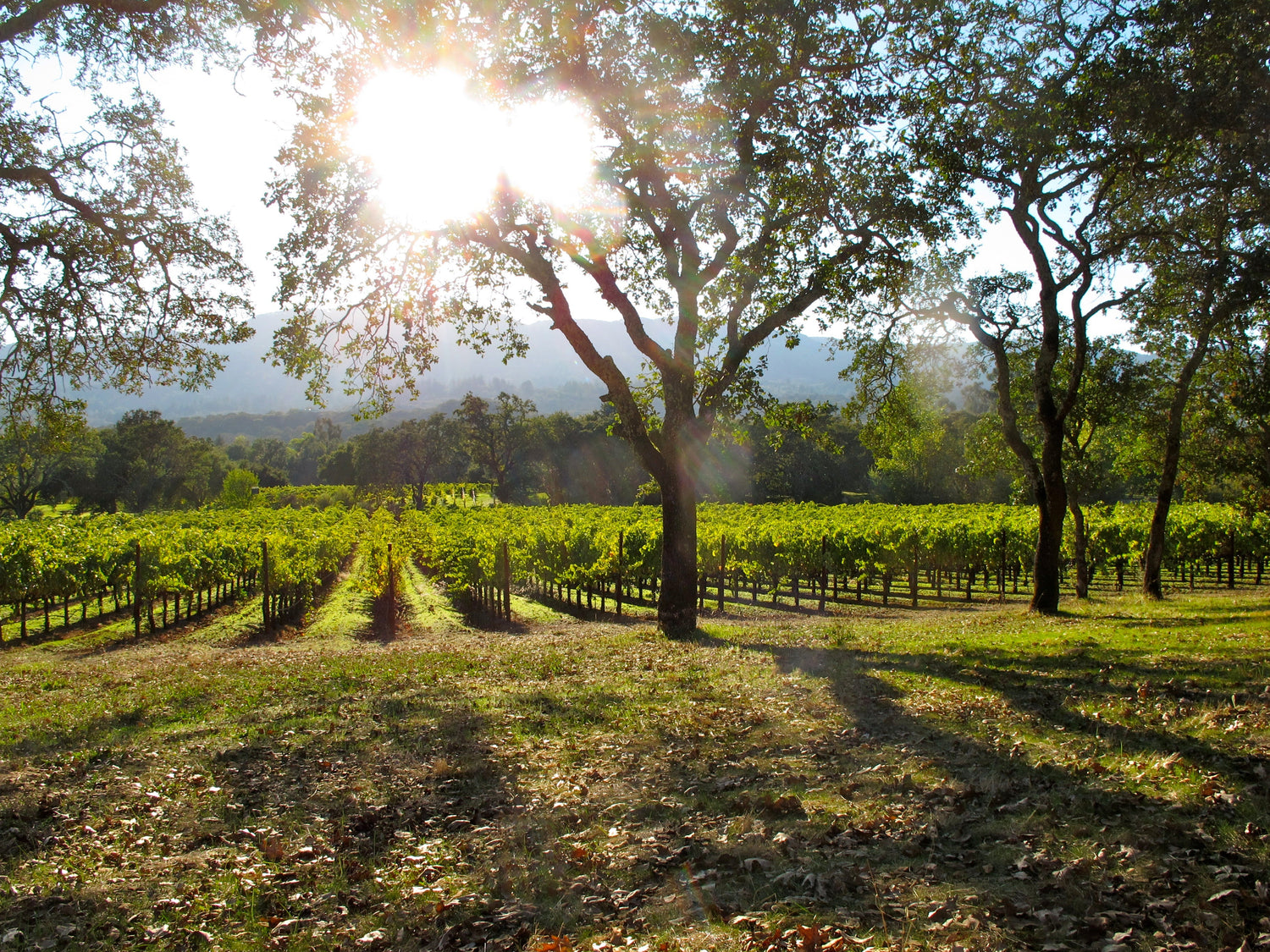 Afternoon sunlight through oak trees dappling vineyard rows, with wooded hills behind, Cline Family Cellars, Sonoma, California. Photo: torbakhopper (CC BY 2.0)
