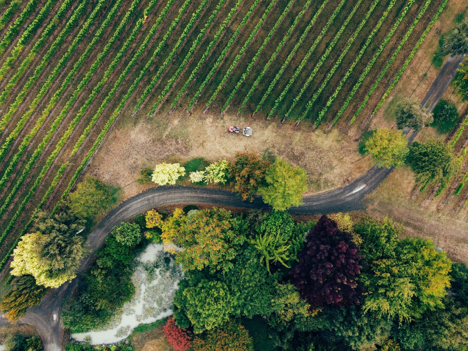 Aerial view of vineyard rows beside a winding road and an autumn-coloured arboretum with a tractor at work, Clos du Val, Napa Valley, California