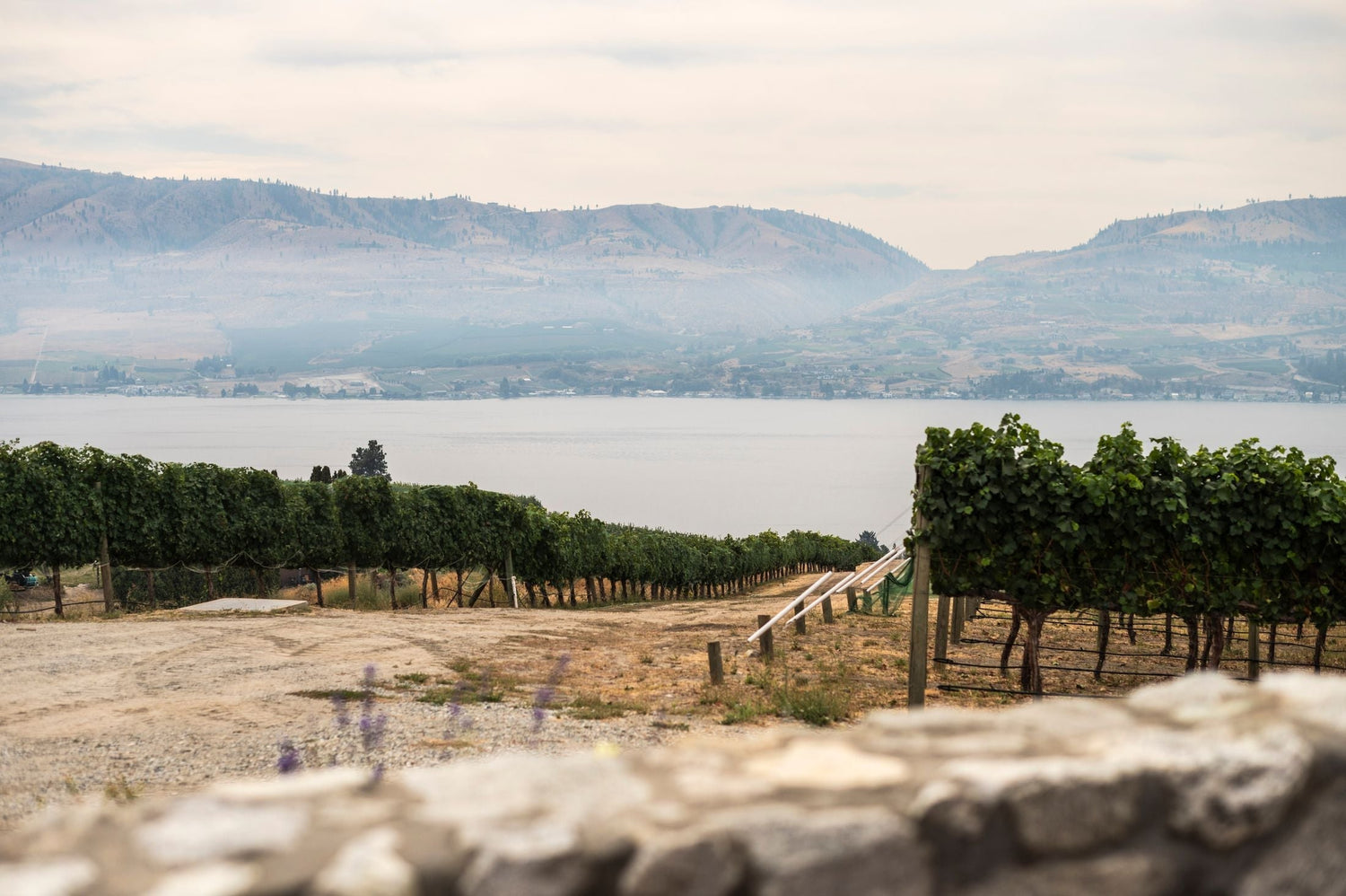 Vineyard rows on a dry hillside above a misty bay with rolling mountain ridges beyond, Cloudy Bay, Marlborough, New Zealand