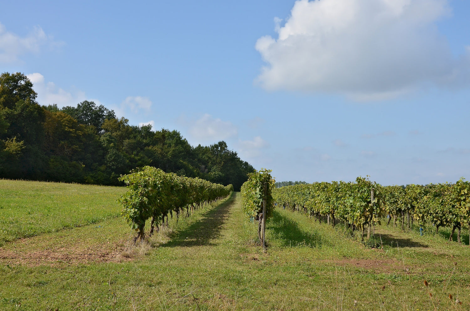 Ugni Blanc vine rows on a grassy hillside beside oak woodland under a summer sky, Cognac, Charente, France. Photo: JLPC (CC BY-SA 3.0)