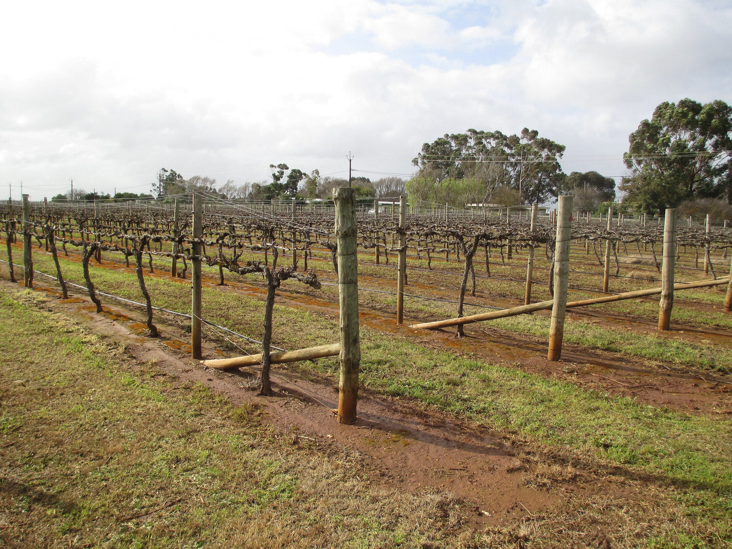 Rows of winter-dormant vines on the flat Coonawarra plain with red terra rossa soil, South Australia. Photo: ScottDavis (CC BY-SA 4.0)