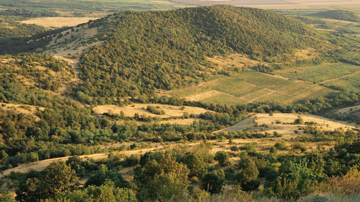 Rolling golden vineyard hills and farmland in the landscape of Crama Delta Dunarii wine region, Romania