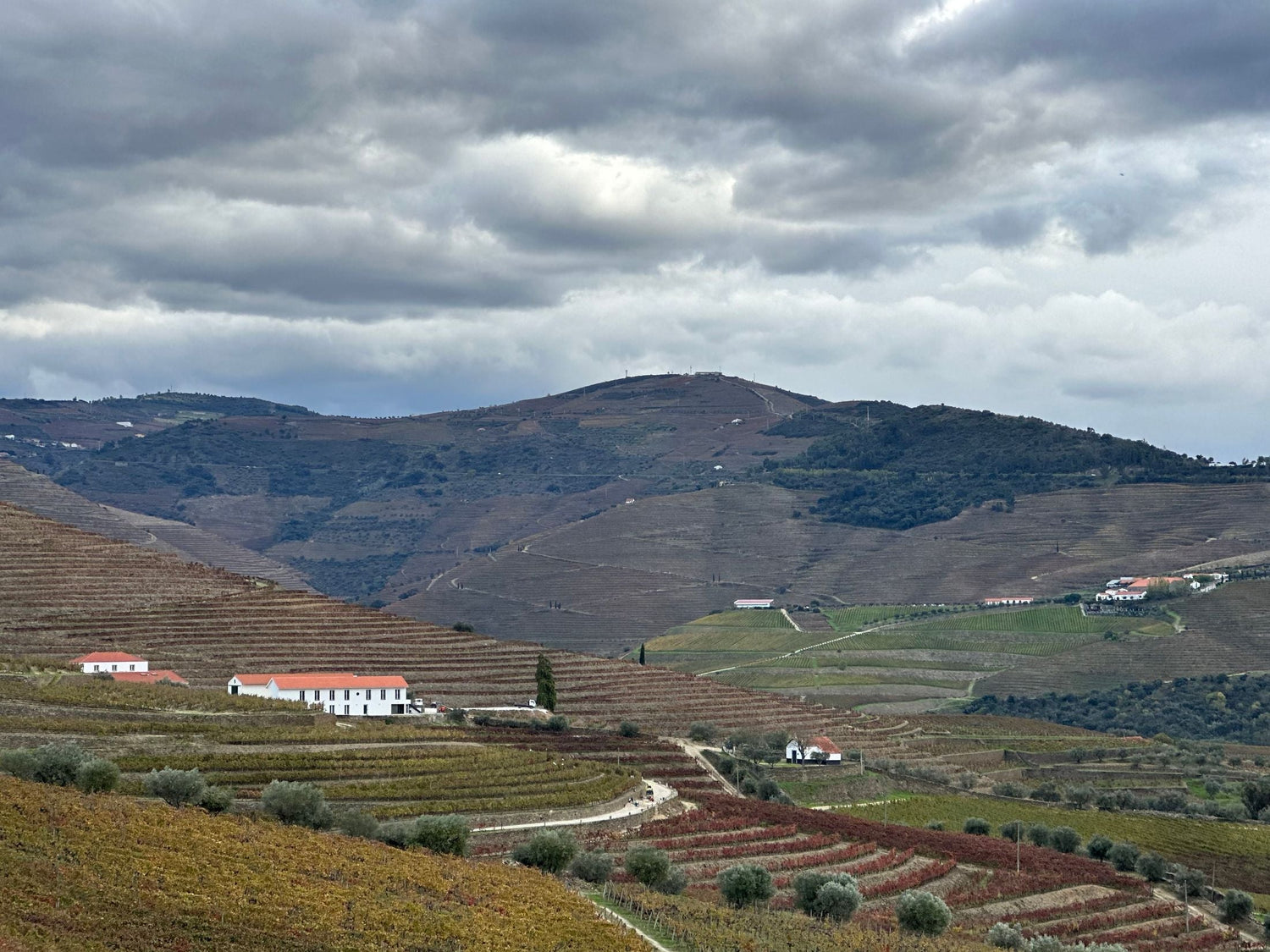 Steep terraced granite hillside vineyards above a green Portuguese valley, Dão wine region, central Portugal