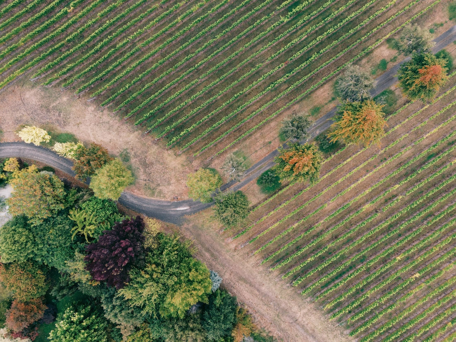 Aerial view of vineyard rows with autumn-tinted trees and a winding road, David Finlayson Wines estate, Stellenbosch, South Africa