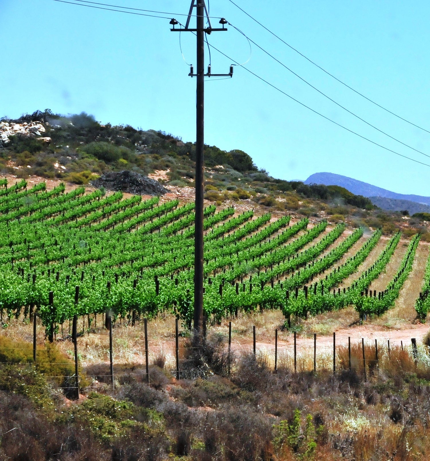 Vineyard rows on rocky hillside terrain beneath a mountain backdrop, De Wetshof Estate, Robertson, South Africa. Photo: Claus Thoemmes (CC BY-SA 4.0)