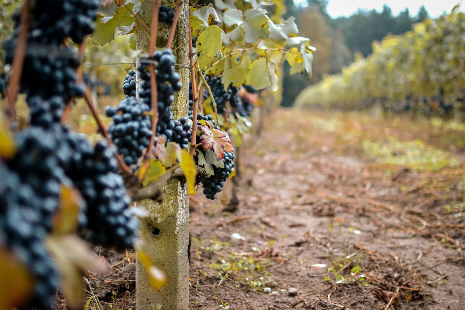 Ripe dark purple grape bunches hanging from autumn-tinged vines at harvest time, Deep Down Wines