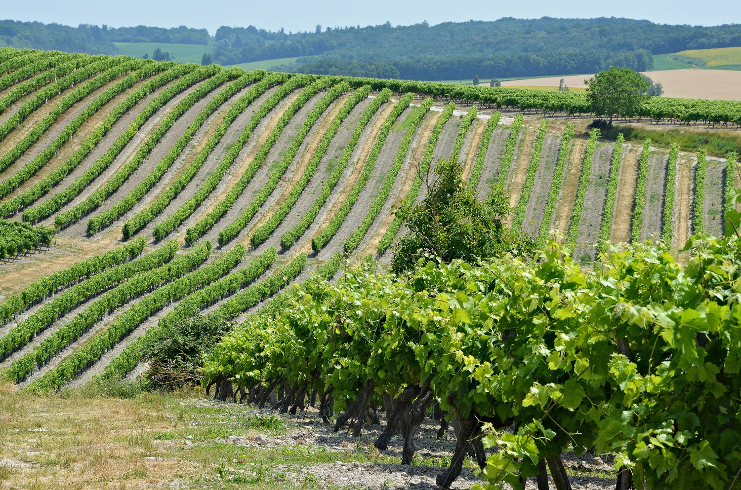 Rolling chalk hillside vineyards under a pale blue sky in the Champagne region, Deutz, France. Photo: JLPC (CC BY-SA 3.0)