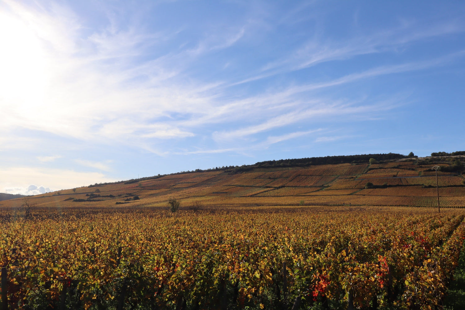 Autumn vineyard hillside at Nuits-Saint-Georges ablaze with orange and gold foliage, Domaine Alain Michelot, Burgundy. Photo: Jean de l'Auxois (CC BY-SA 4.0)