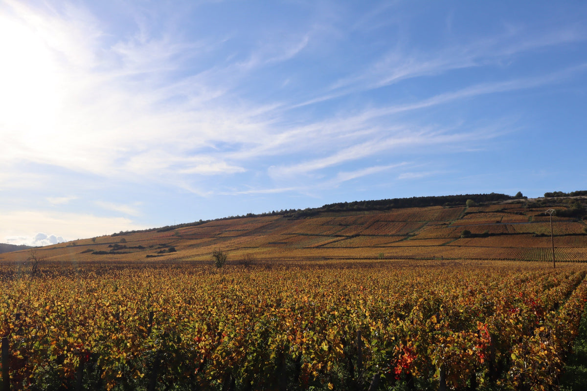 Domaine Alain Michelot
