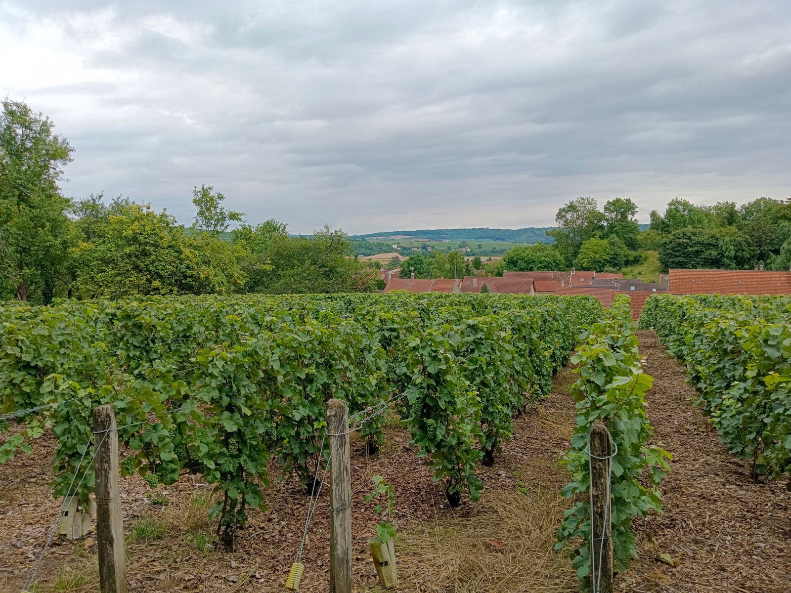 Domaine Auvigue