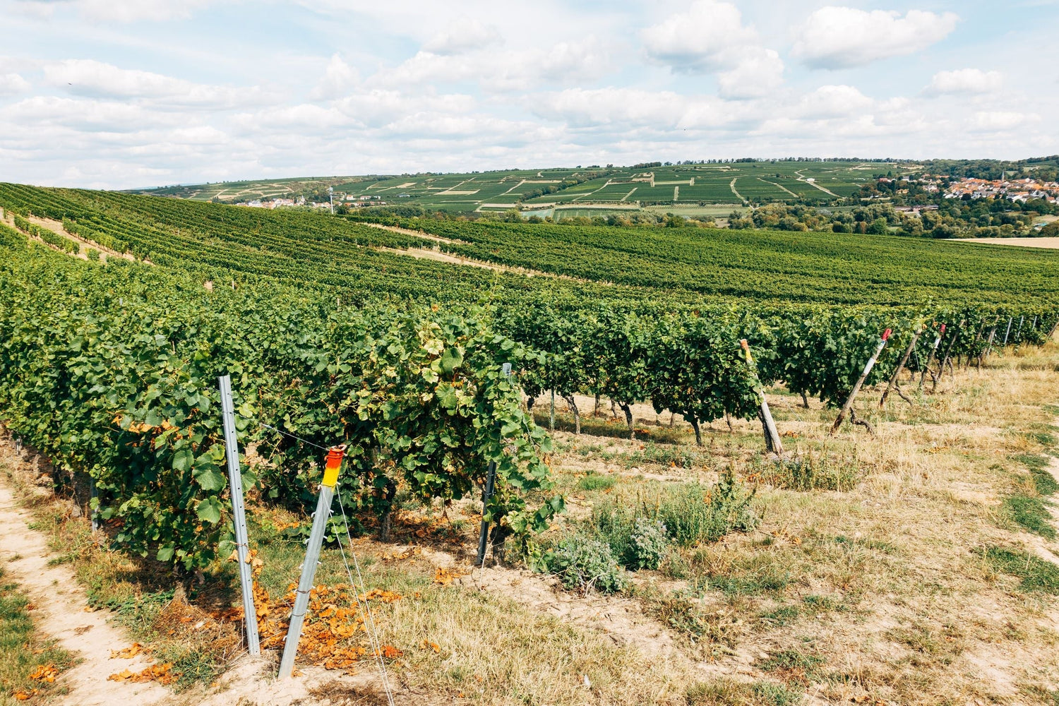 Vineyard rows on gently rolling Loire Valley hills with village rooftops in the distance, Domaine Boutet Saulnier, France