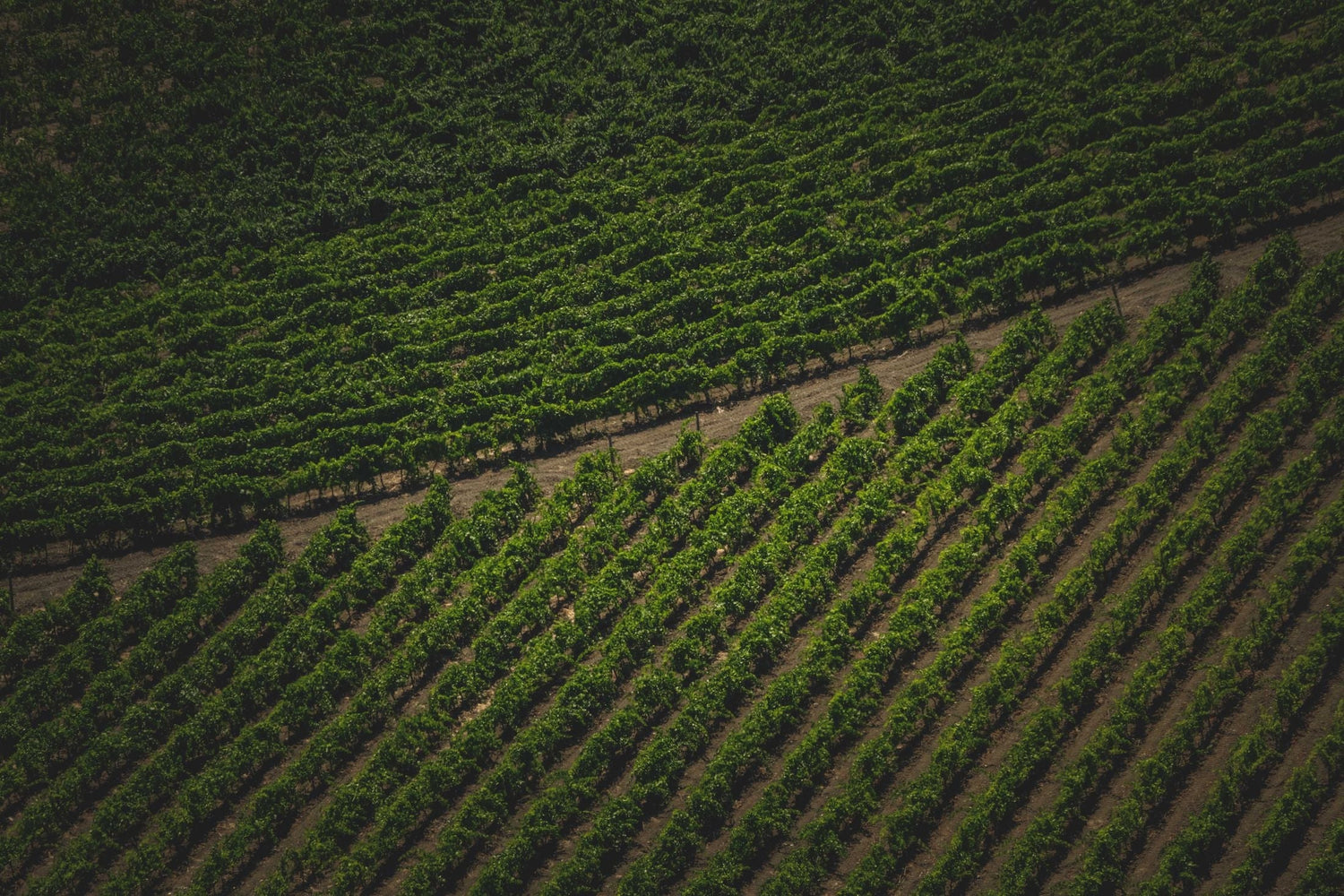 Dark aerial view over deep green vine canopy rows at dusk, looking down the vine rows, Domaine Carneros, California