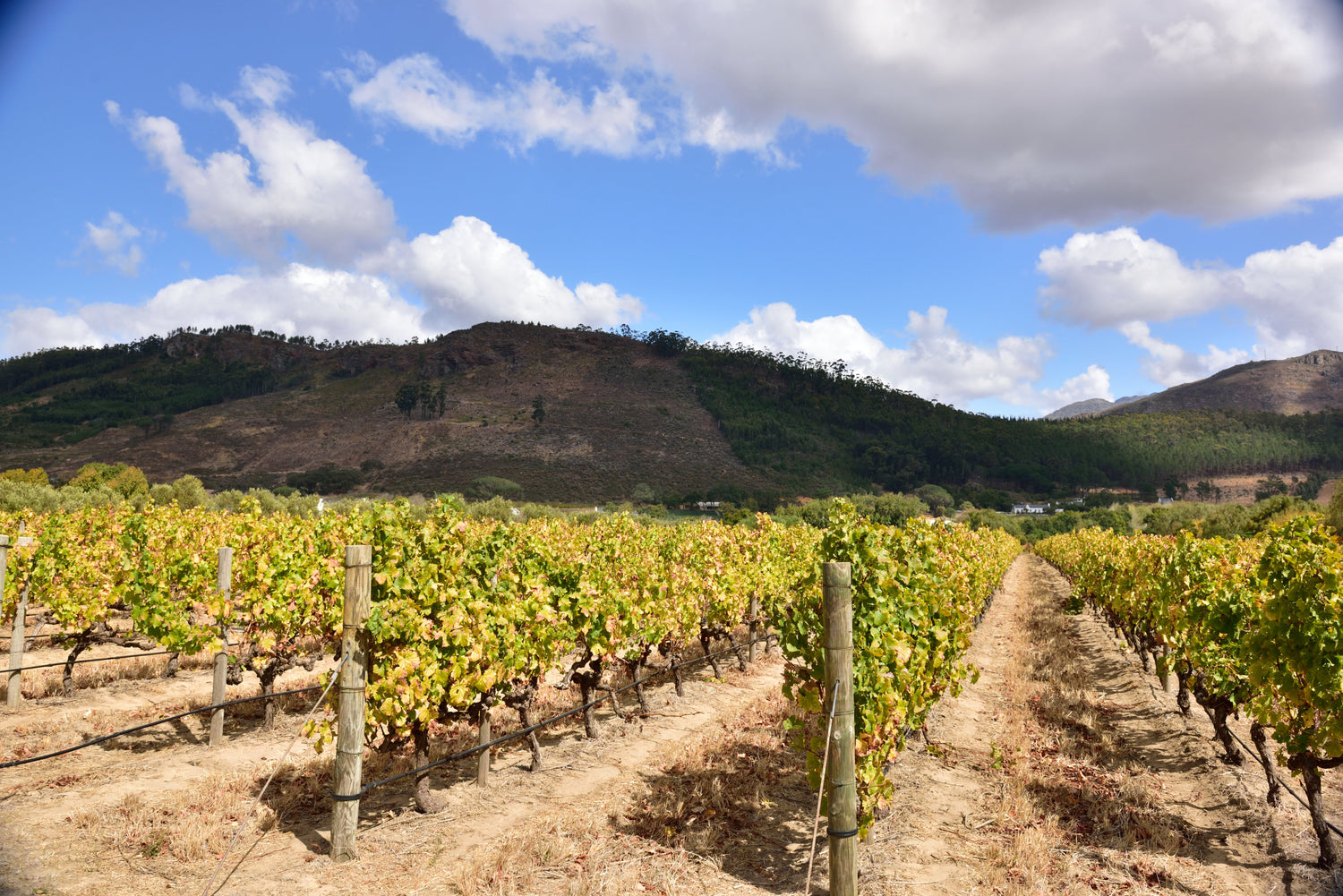 Vineyard rows with yellow autumn foliage beneath a rocky mountain in the Franschhoek valley, Domaine de Chamonix, South Africa. Photo: South African Tourism (CC BY 2.0)