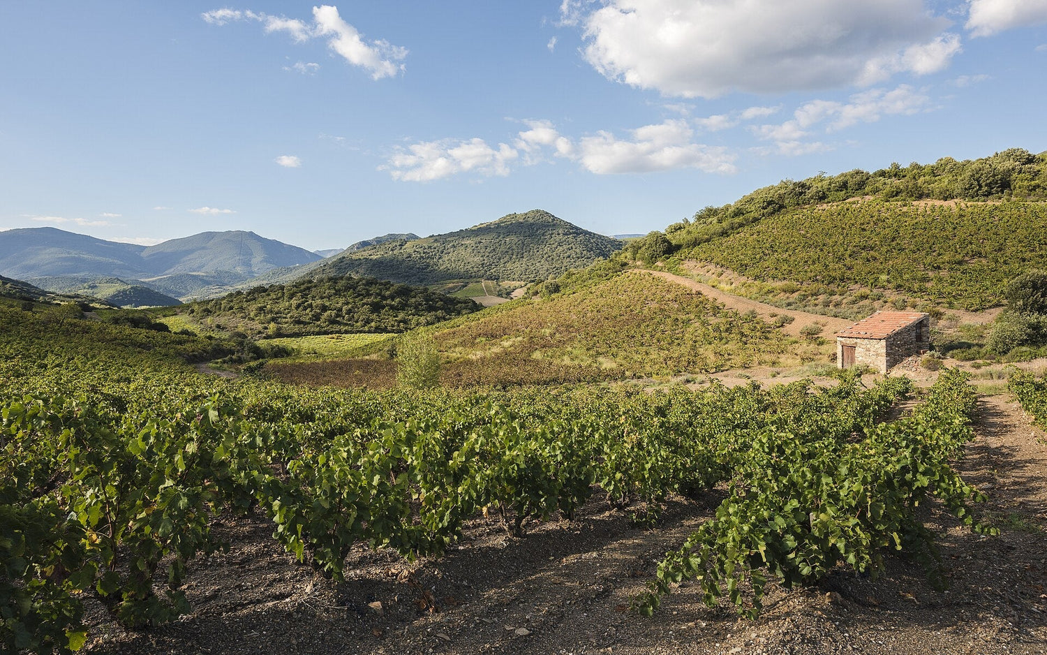Sun-drenched vine rows in a Languedoc valley with garrigue hills behind, Domaine de la Baume, France. Photo: Christian Ferrer (CC BY-SA 4.0)