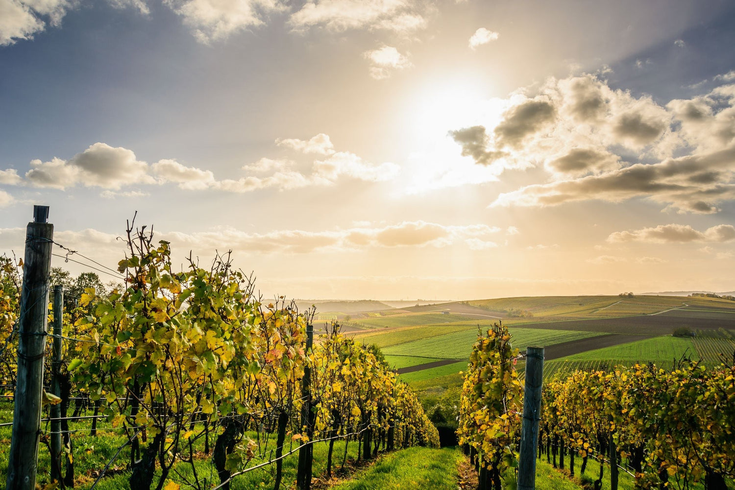 Sunlit autumn vineyard with golden-yellow vine leaves on rolling green hills, Domaine du Touch, Loire, France