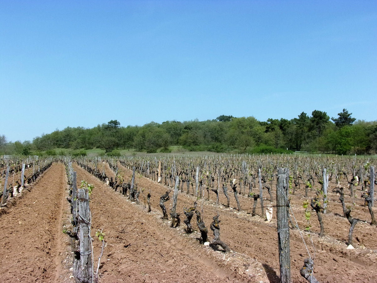 Domaine Fabrice Gasnier