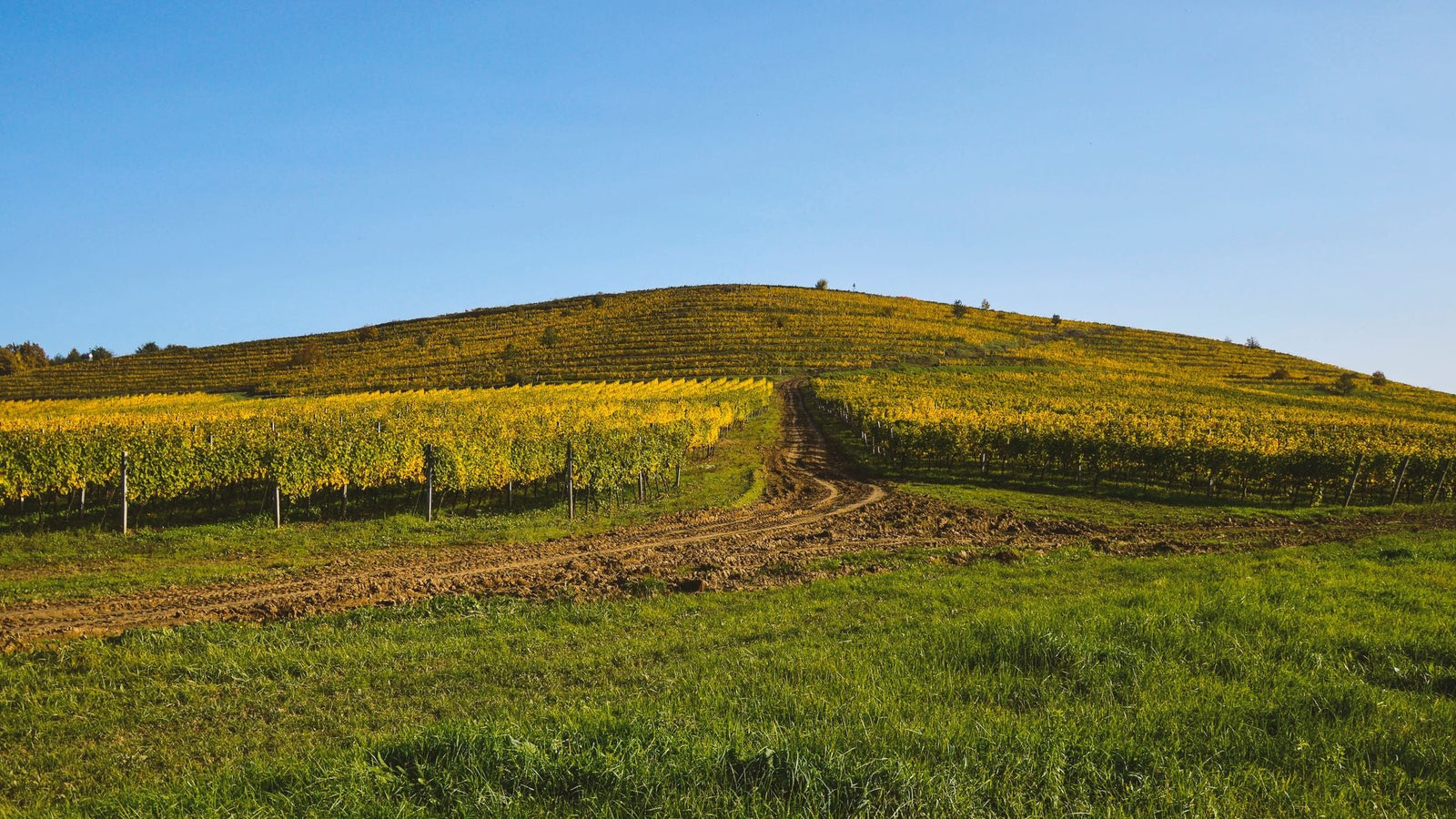 Domaine Georges Joillot