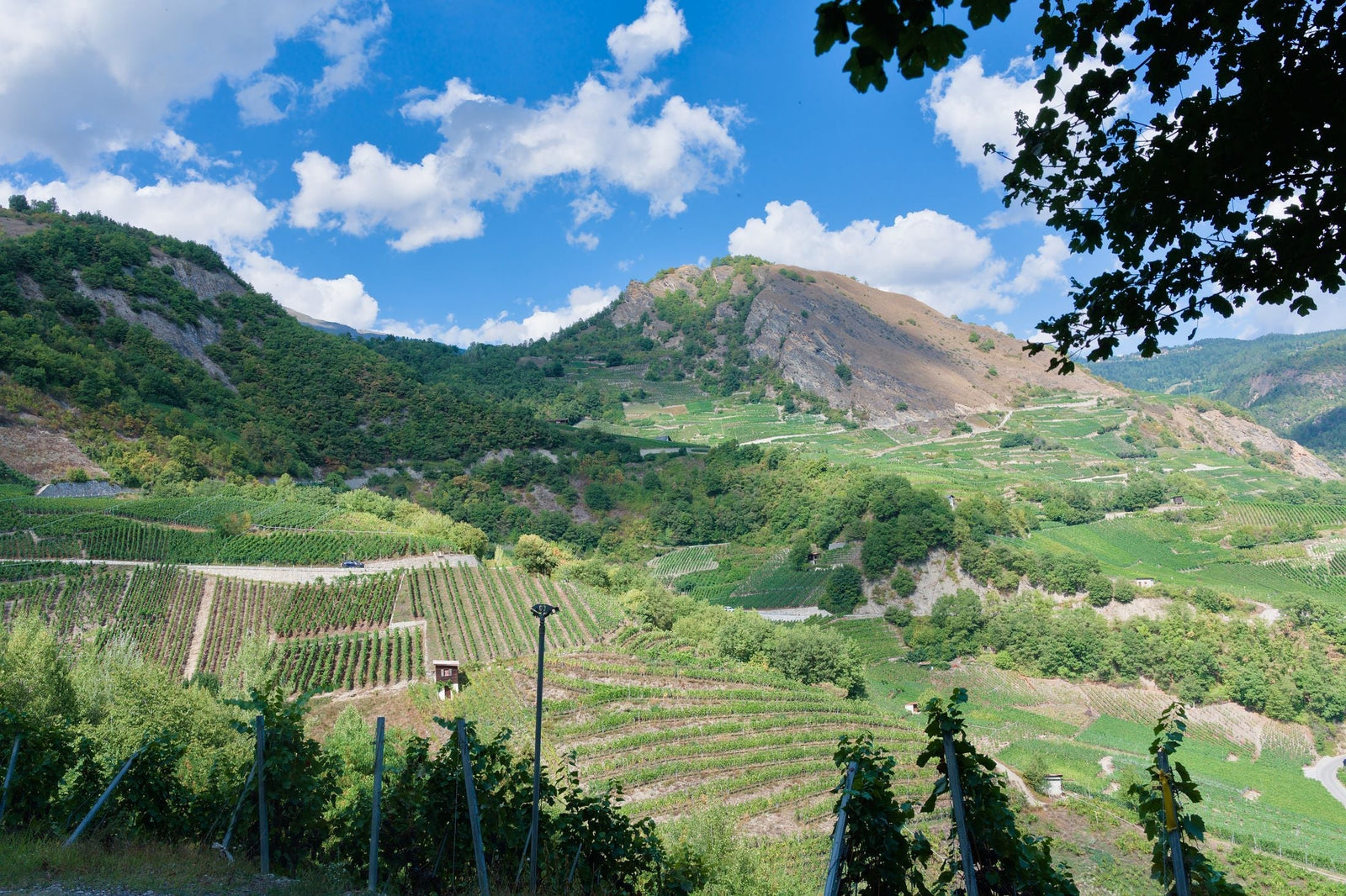 Domaine Jean Collet & Fils