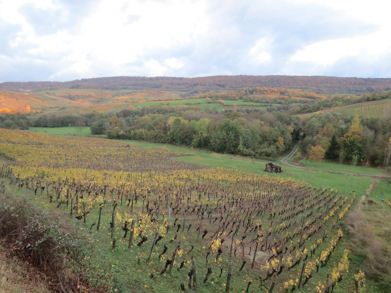 Autumn Jura vineyard with golden vine leaves on a hillside, autumn-coloured forest in the background, Domaine Jean-Luc Mouillard. Photo: Arnaud 25 (CC BY-SA 4.0)