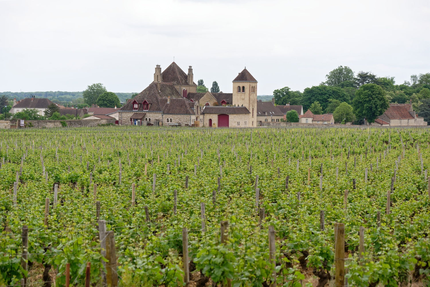 Spring vineyard in full bud before the medieval stone priory buildings and church tower of Clos de Vougeot, Burgundy, Domaine les Barthes