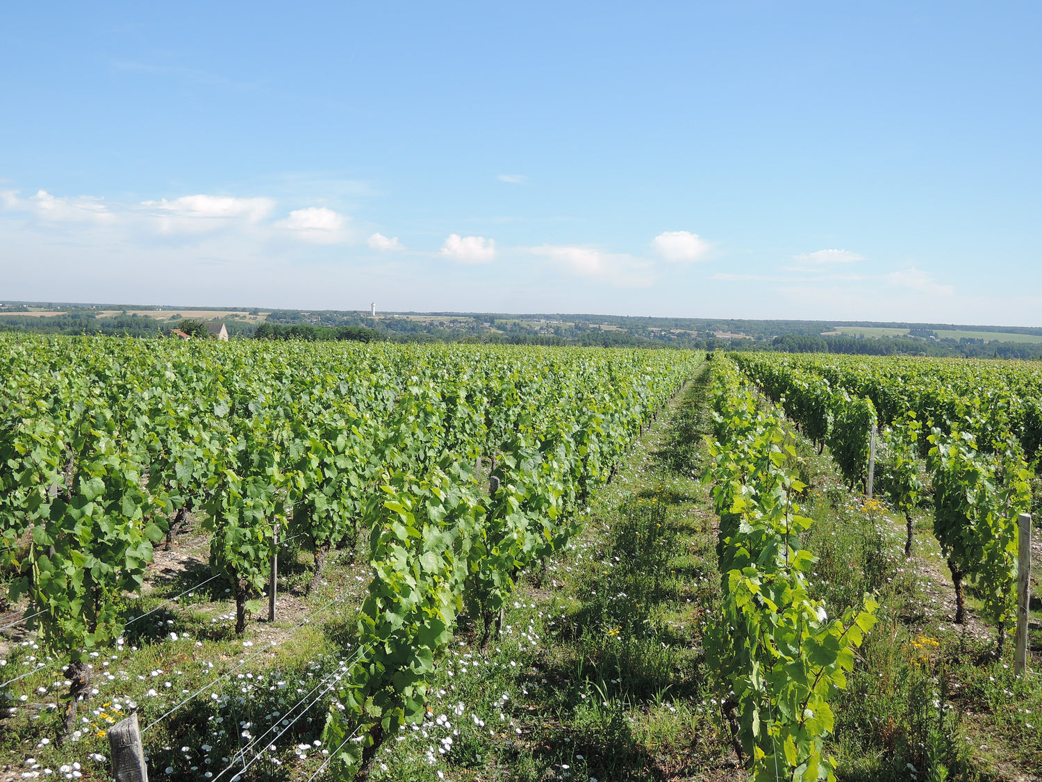 Vignoble de Thore vineyard rows in Civray-de-Touraine, Touraine appellation -- Domaine Pre Baron, Loire Valley, France. Photo: Civray-de-touraine (CC BY-SA 4.0)
