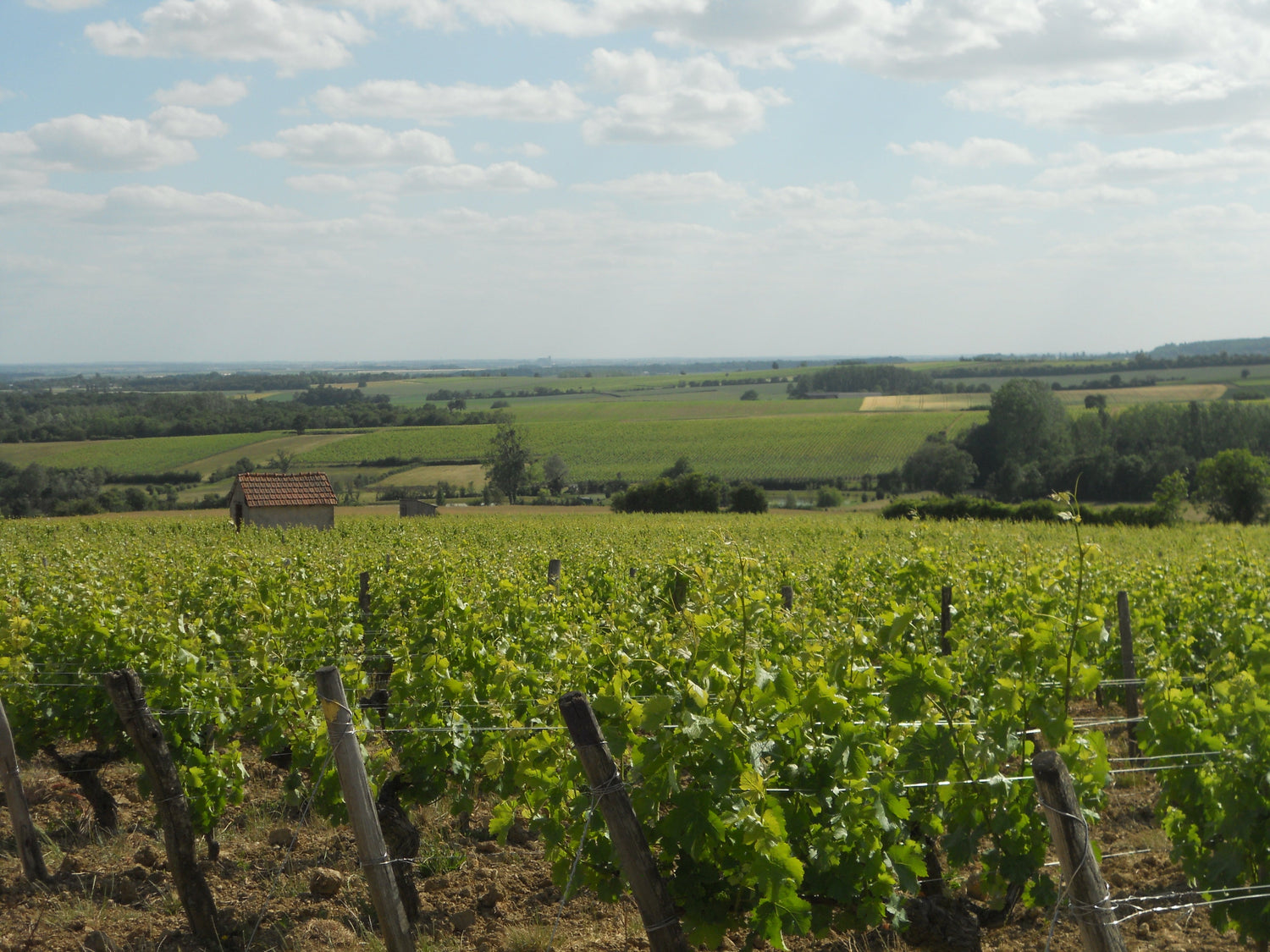 Menetou-Salon vineyard hillside with stone cabin -- Domaine Raffaitin-Planchon, Loire Valley, France. Photo: Jameson Fink (CC BY 2.0)
