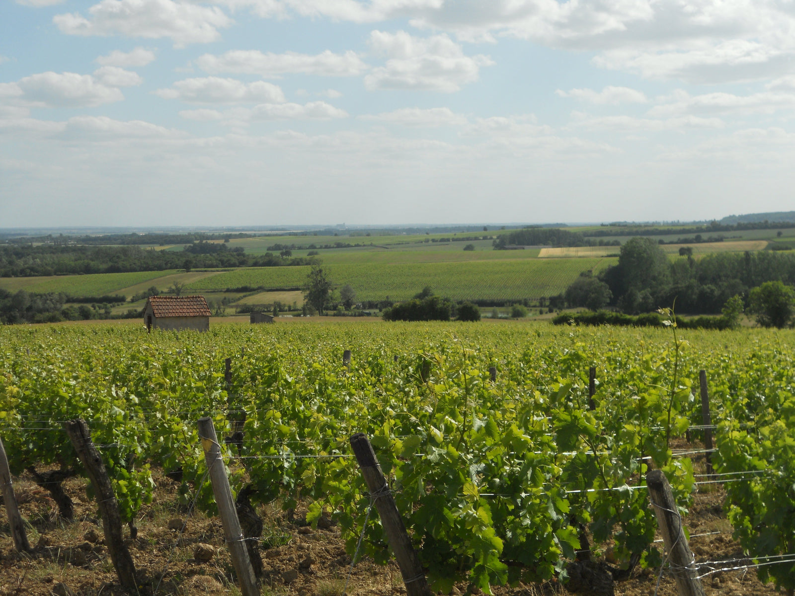 Domaine Raffaitin-Planchon