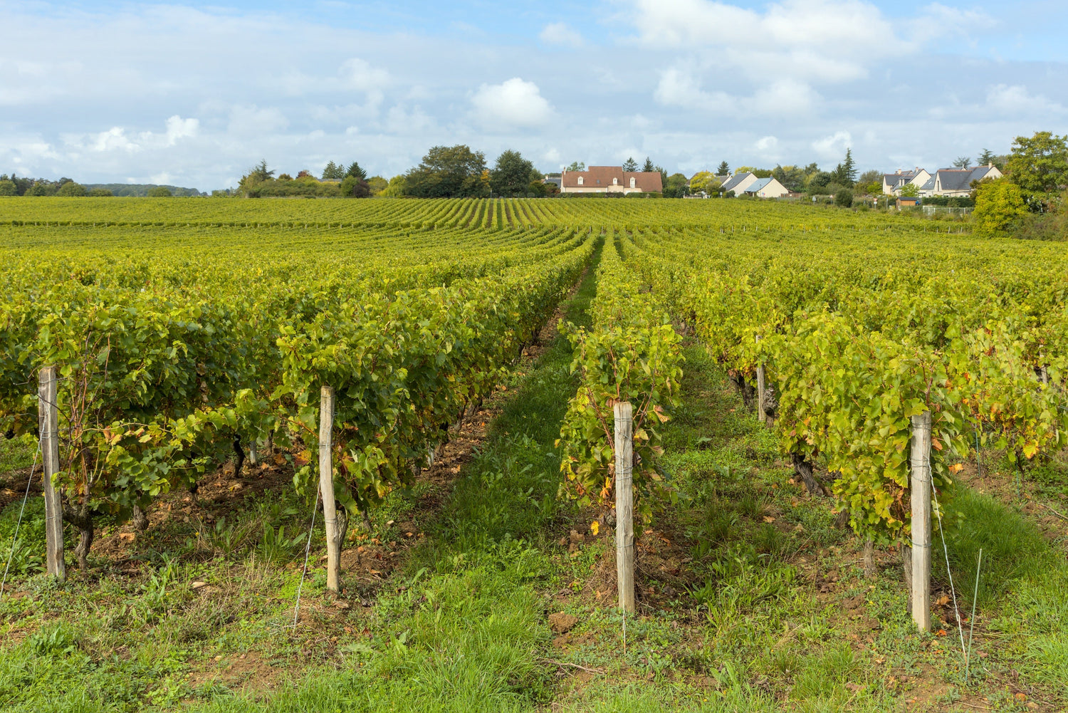 Rochecorbon vineyards east of the town, Vouvray appellation, Indre-et-Loire -- Domaine Vigneau-Chevreau, Loire Valley, France. Photo: Benjamin Smith (CC BY-SA 4.0)
