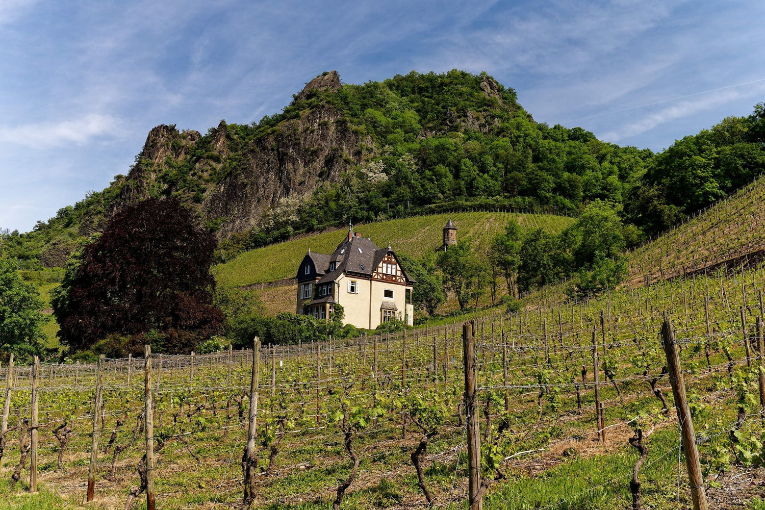 Steep Riesling vineyard slopes and a half-timbered house above the Mosel river valley, Dr. Loosen wine country, Germany