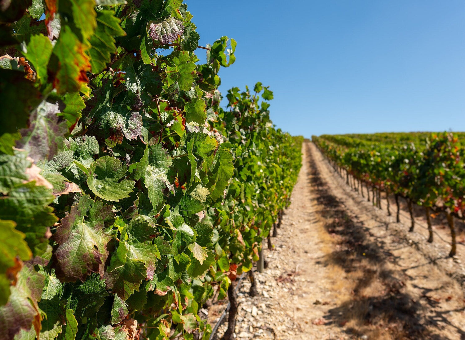 Close-up of Alentejo vineyard rows with turning autumn vine leaves on dry chalky soils, Portugal. Photo: Jules Verne Times Two, Wikimedia Commons (CC BY-SA 4.0)