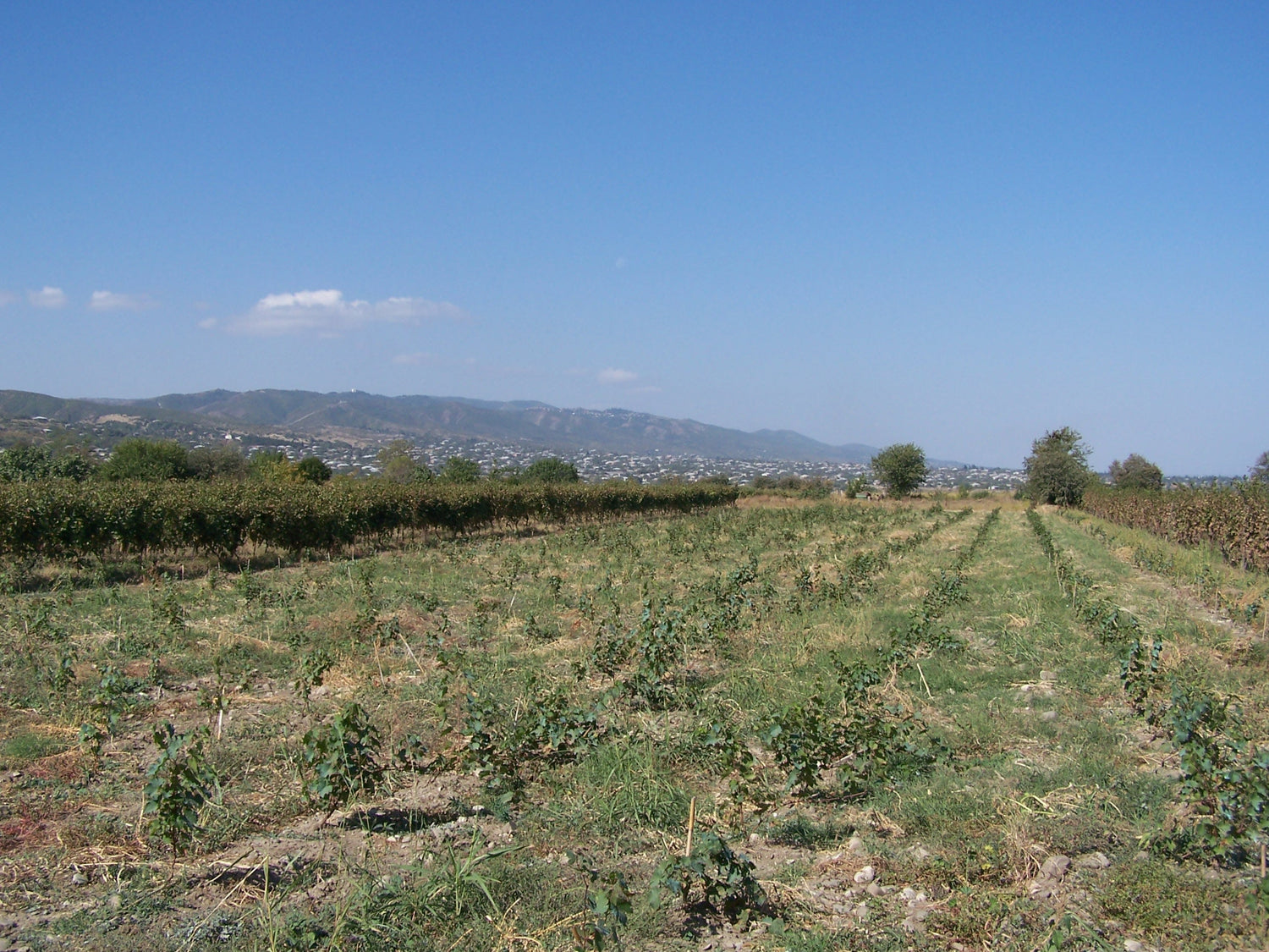 Vineyard plots in the Kakheti wine region with Caucasus foothills and a hilltop village in the valley below, Georgia. Photo: rugbyxm, Wikimedia Commons (CC BY 2.0)