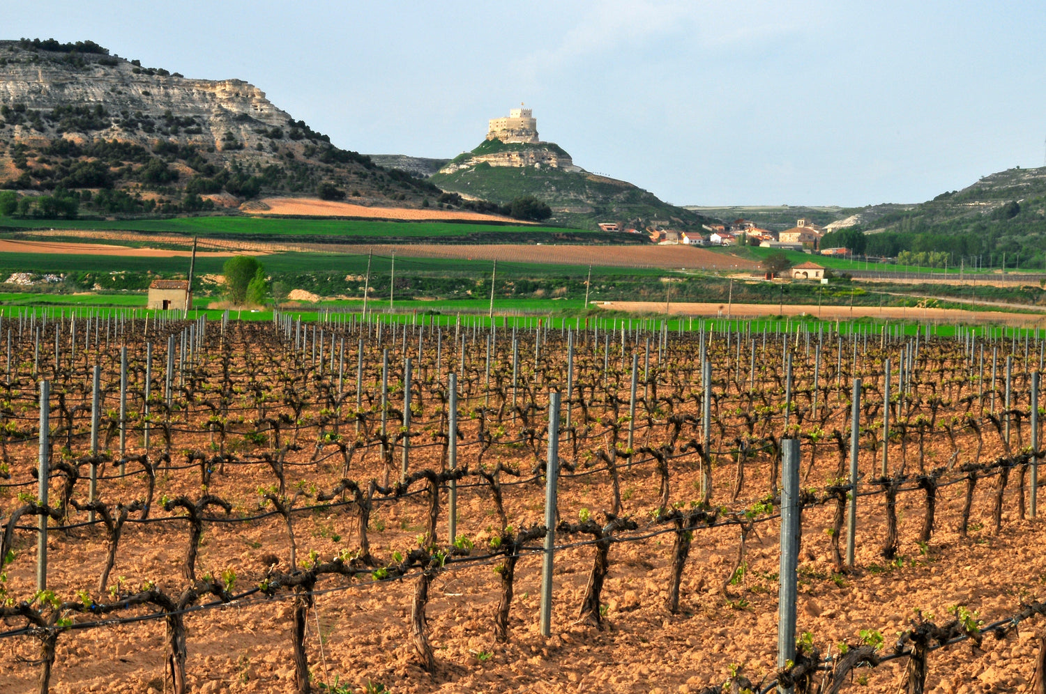 Vineyard rows and medieval castle of Curiel de Duero, Ribera del Duero, Valladolid, Spain
