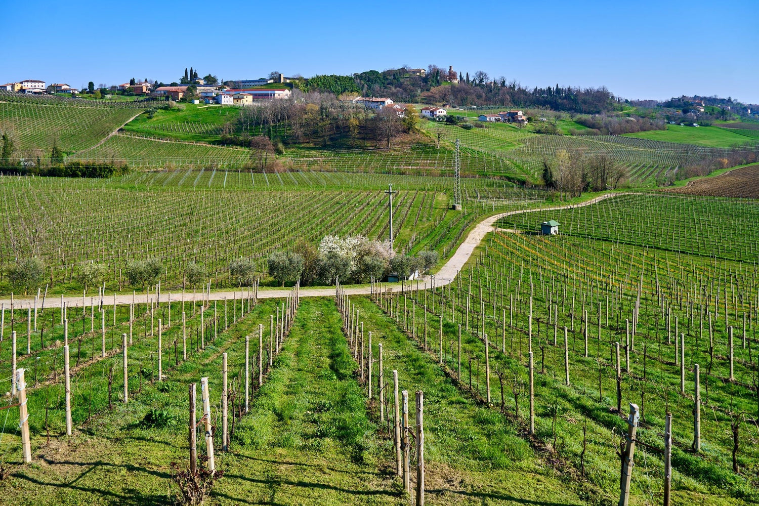 Rolling Emilia-Romagna vineyard hills with a hilltop village and morning light, Italy