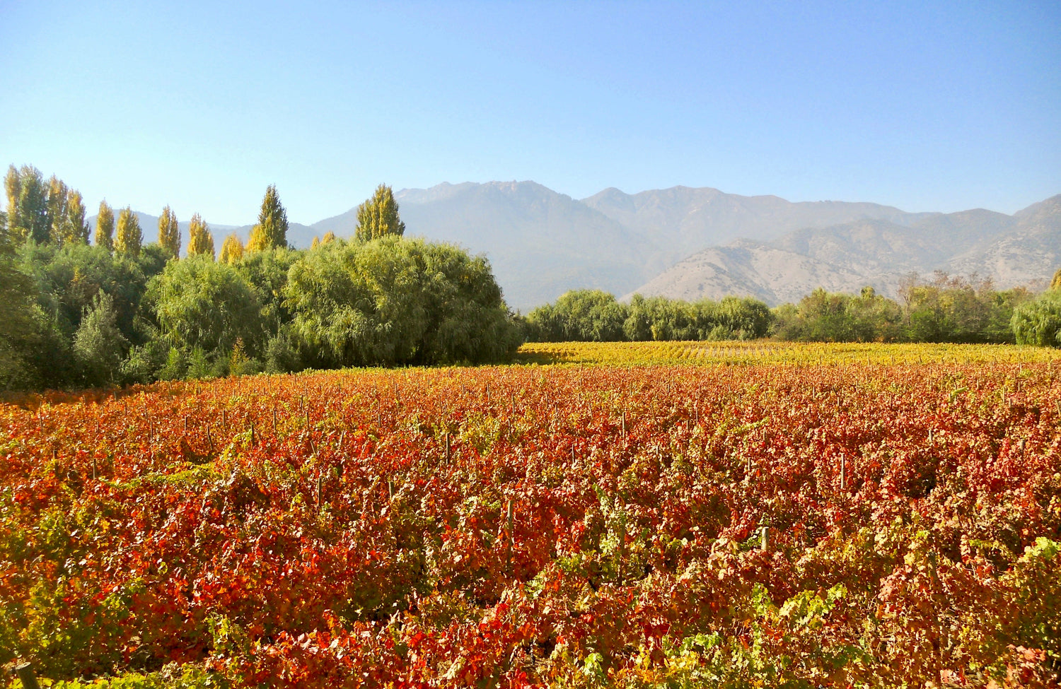 Carmenere vineyards in the O'Higgins wine region, Chile, with Andes mountains