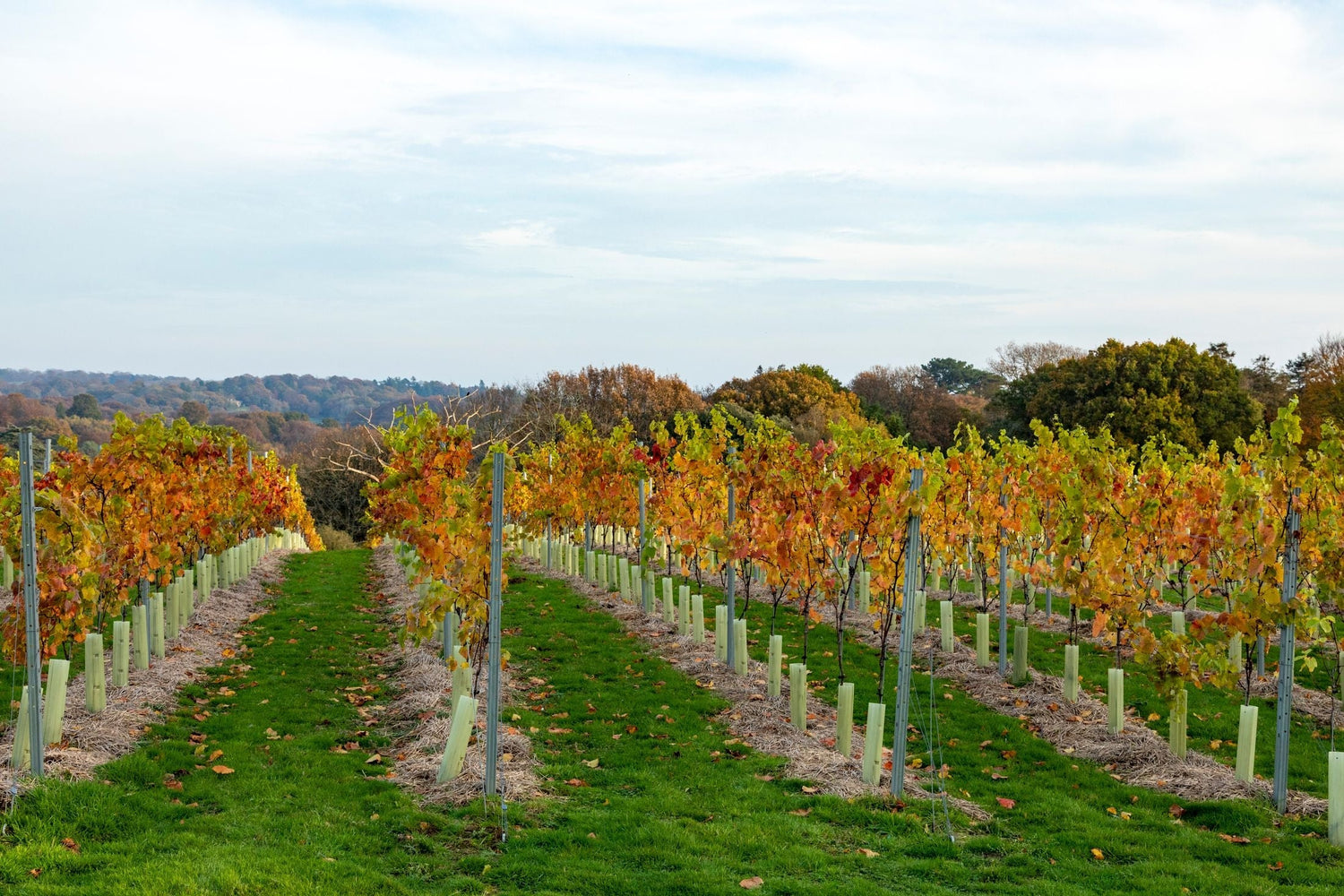 Autumn English vineyard with young vines in protective tubes and russet golden foliage, England wine country