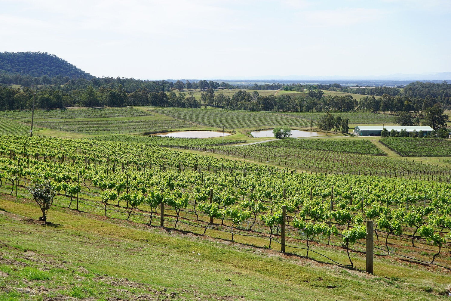 Elevated view of Euca Hill winery estate in Australia with extensive vineyard blocks, two irrigation ponds and eucalyptus trees in the distance