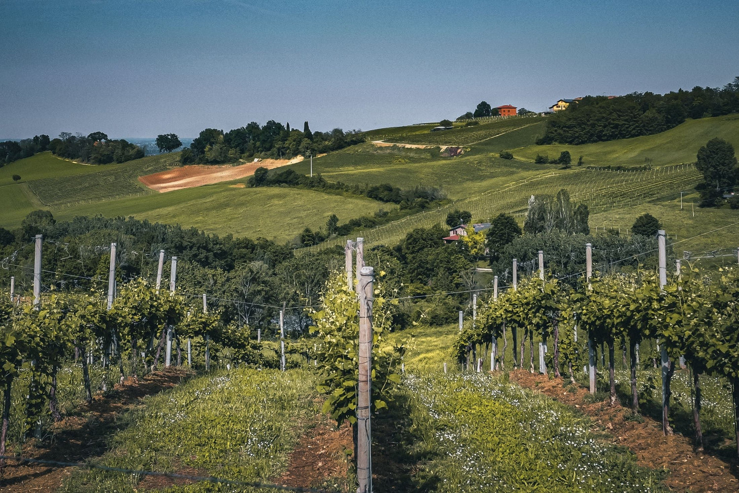 Rolling green vineyard hillsides with historic hilltop farmhouses and olive groves in the Veneto wine region, Italy