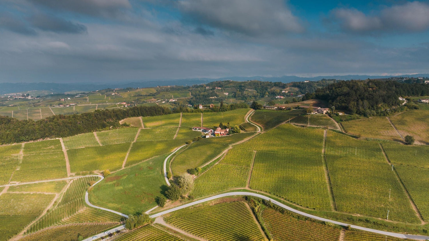 Aerial view of undulating Veneto vineyard landscape with a winding farm track and estate building among the vines, Italy