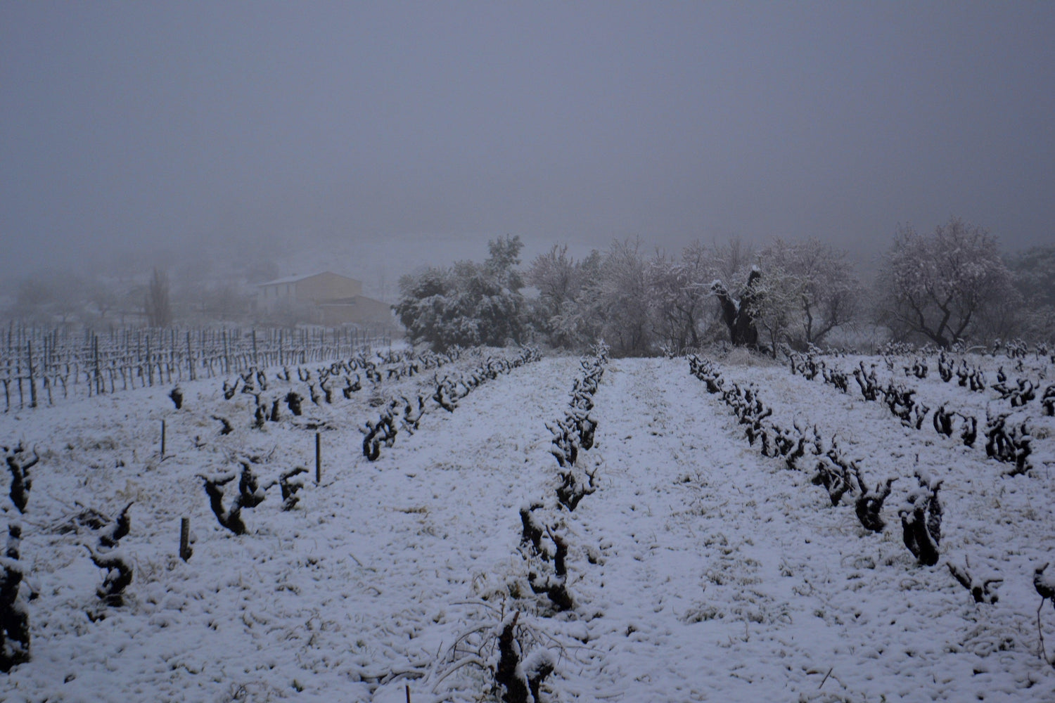 Snow-dusted Penedès vineyard in winter fog with a farmhouse in the background, Familia Torres wine country, Spain. Photo: Àngela Llop, Wikimedia Commons (CC BY-SA 3.0)
