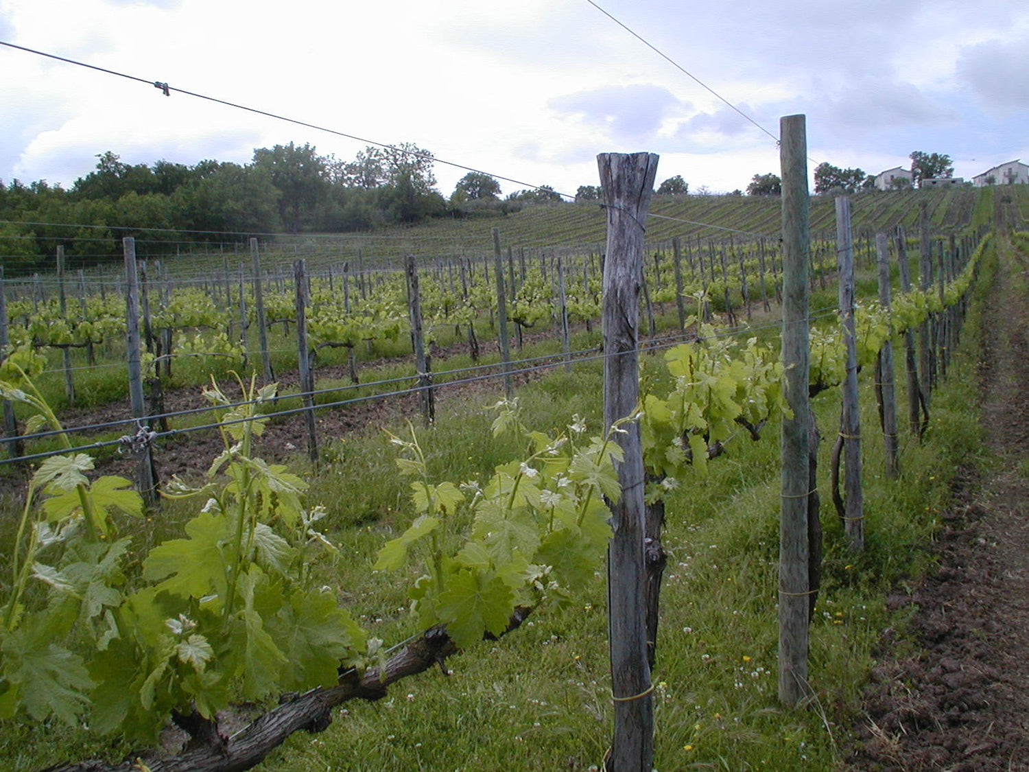 Hillside vineyard with traditional wooden stakes and spring vine shoots, Campania wine country, Italy. Photo: Fabio Ingrosso, Wikimedia Commons (CC BY 2.0)