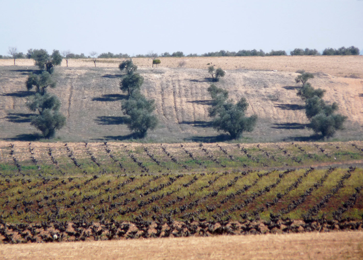 Traditional bush-trained vines on the arid La Mancha plateau with scattered olive trees, Finca Constancia, Spain. Photo: michael clarke stuff, Wikimedia Commons (CC BY-SA 2.0)
