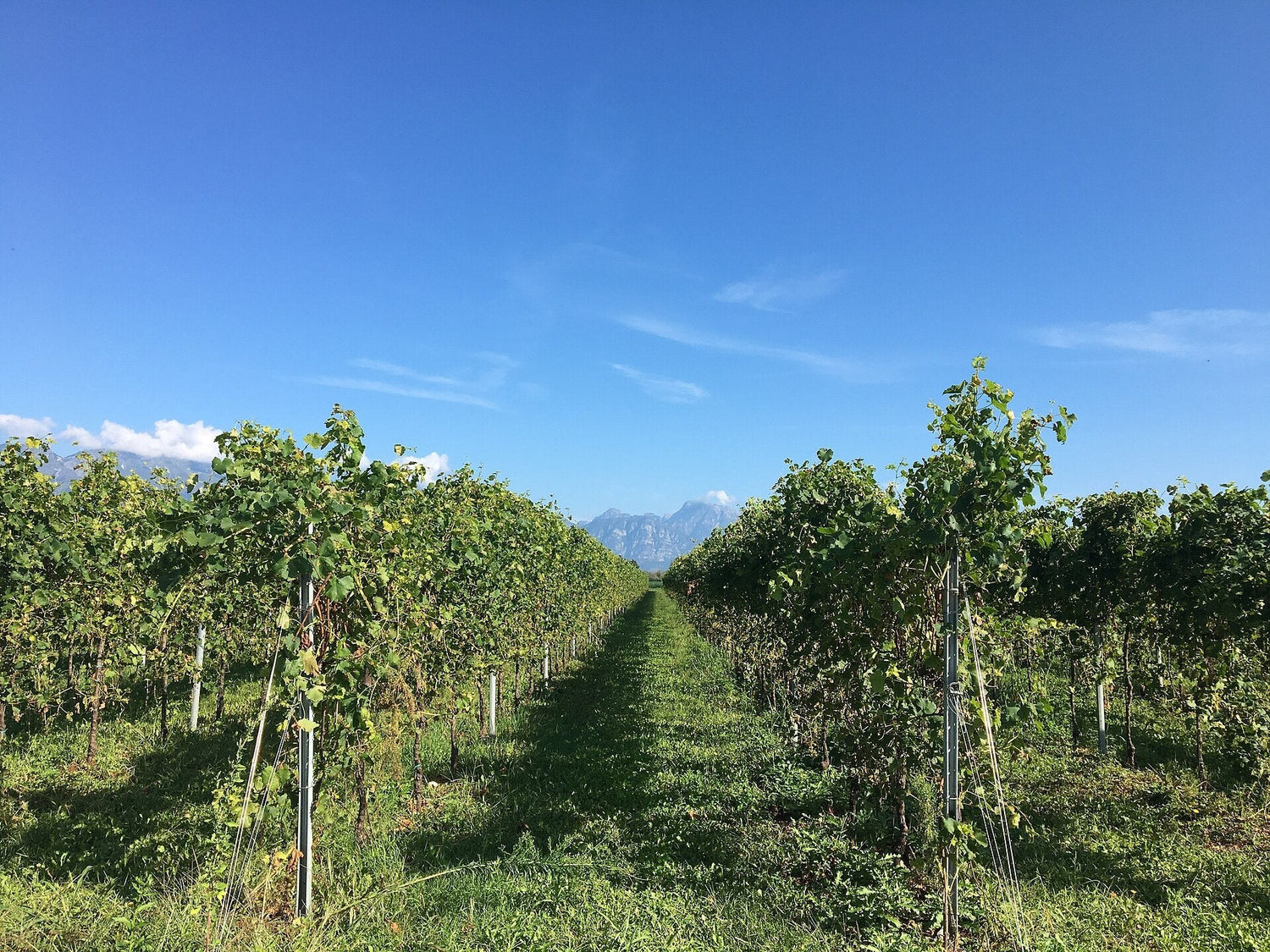 A straight vine row stretching to the horizon with the Dolomite mountains in the distance, Friuli-Venezia Giulia, Italy