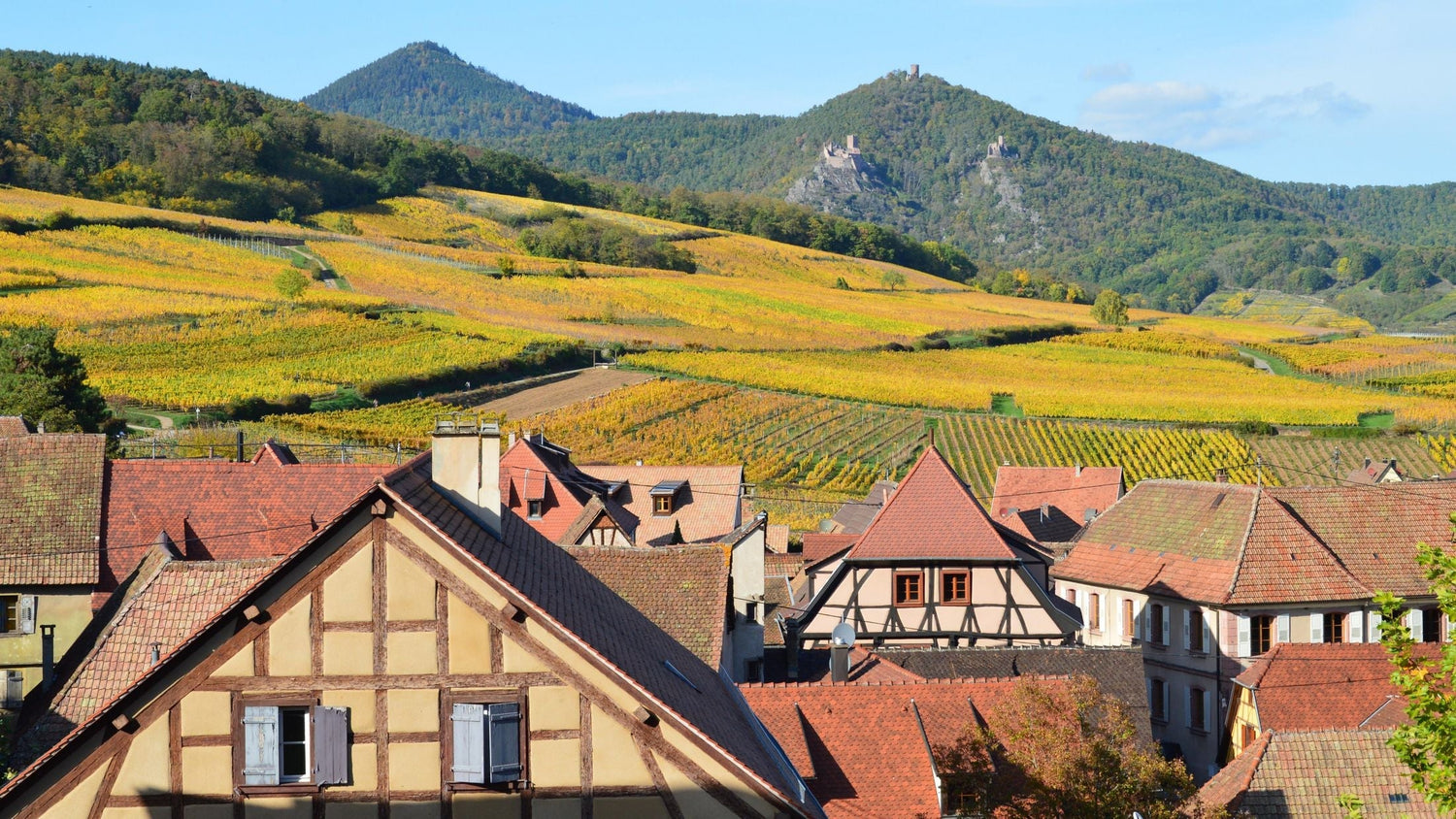 Alsace village with half-timbered houses and golden autumn vineyards sweeping up to a ruined hilltop castle, France