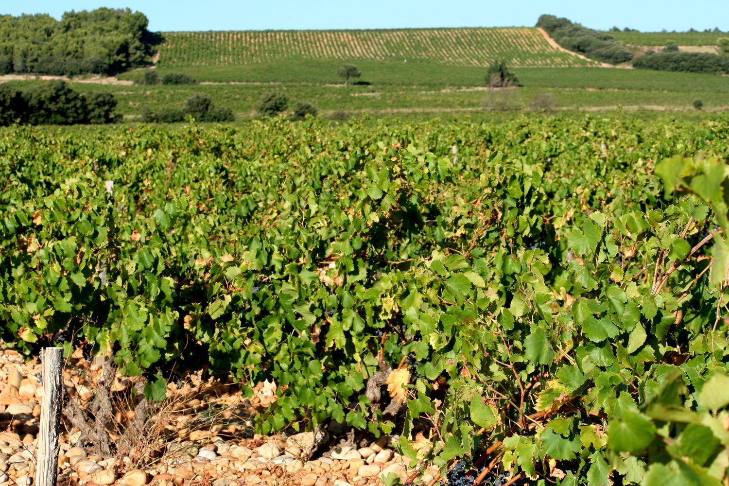Southern Rhône vineyard with galets roulés stones and ripe dark grapes, François Villard wine country, France. Photo: Megan Mallen, Wikimedia Commons (CC BY 2.0)
