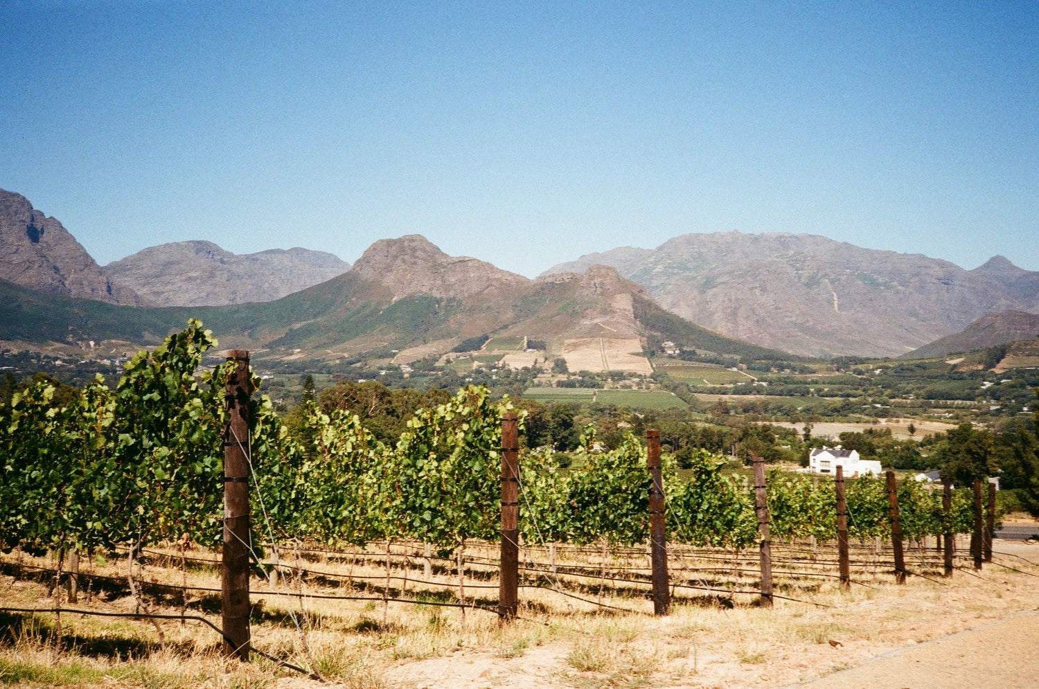 Franschhoek Valley vineyard with the dramatic mountain backdrop and a white Cape Dutch farmhouse, South Africa