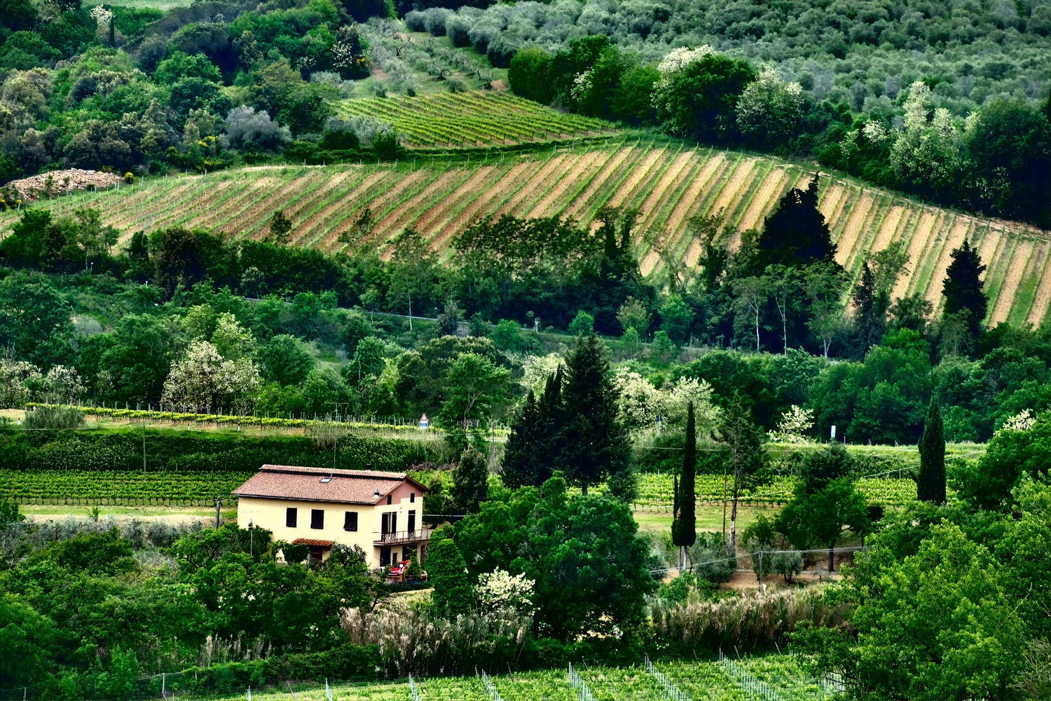 Italian farmhouse nestled among lush terraced vineyard rows and cypress trees on a green hillside, central Italy wine country