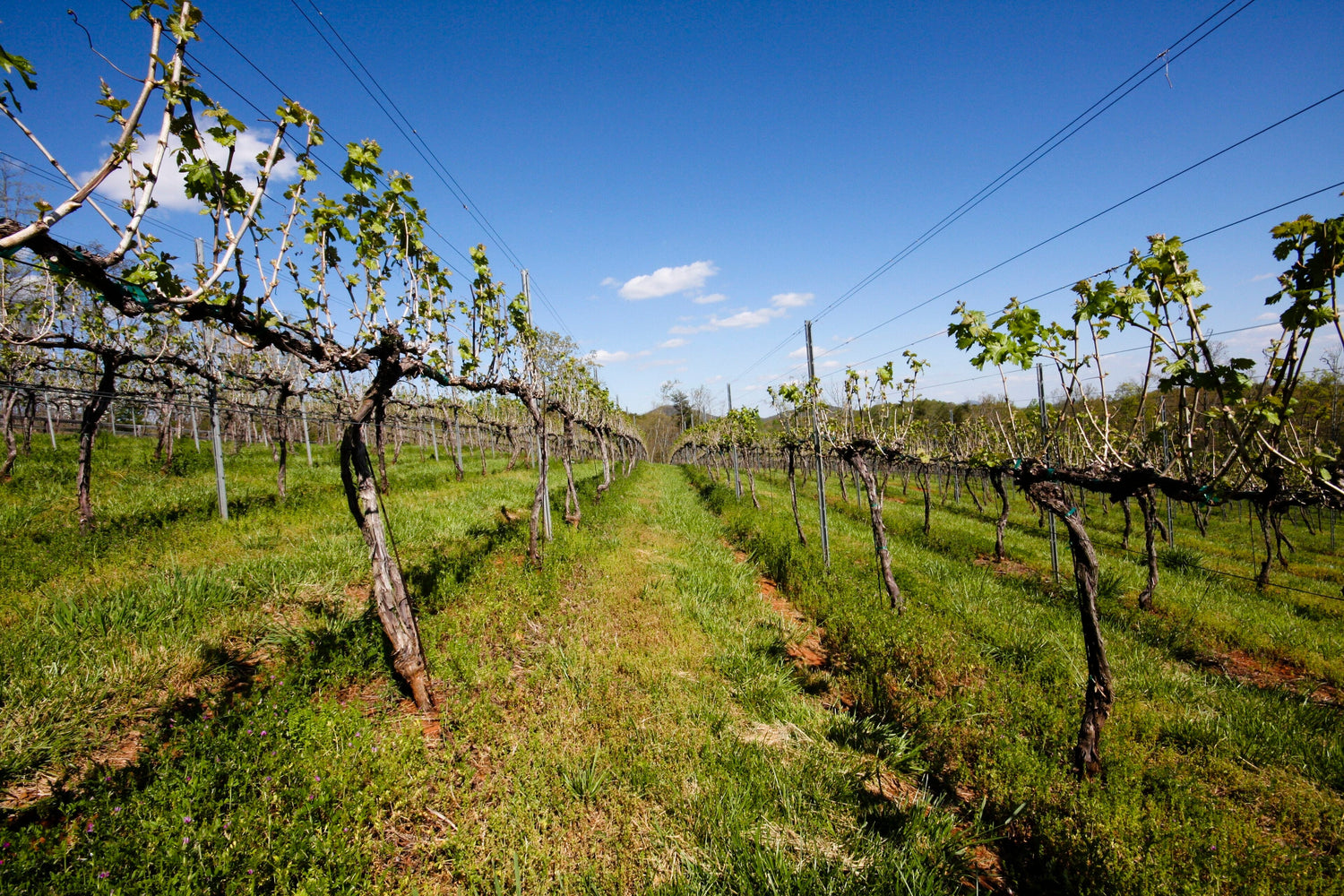 Spring vineyard with fresh bud-break shoots and grassy rows on red clay soil in Kakheti wine country, Georgia. Photo: savoryexposure, Wikimedia Commons (CC BY-SA 2.0)