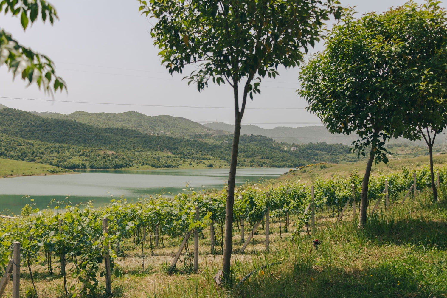 Neat vineyard rows alongside a glassy lake with rolling green hills beyond — Gold County wine estate.