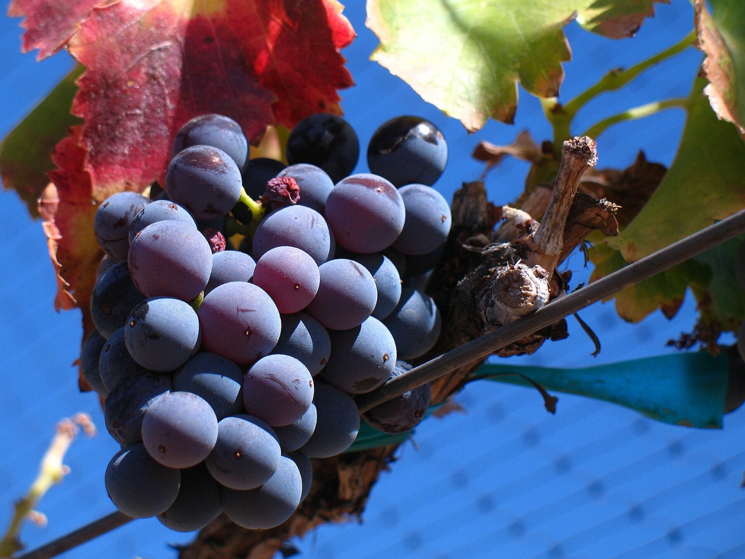 Ripe Grenache grape clusters hanging from the vine with autumn foliage and blue sky — Grenache variety. Photo: Josh McFadden, Wikimedia Commons (CC BY-SA 2.0)